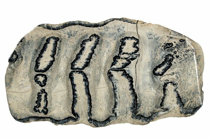 Polished Mammoth Molar Slice - South Carolina #335395